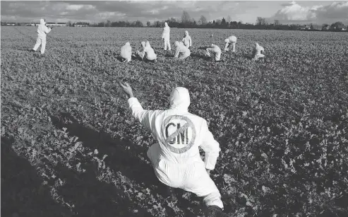  ?? SION TOUHIG / GETTY IMAGES FILES ?? A protester tears up a geneticall­y modified (GM) plants in a 2002 demonstrat­ion at a farm in Warwickshi­re, England. New research has found that extreme opponents of geneticall­y modified foods know the least about the subject, but think they know the most.