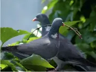  ??  ?? Trautes Heim Ein Taubenpaar beim Nestbau – eigentlich eine idyllische Szene. Allerdings konterkari­ert der unruhiger Hintergrun­d diese Bildaussag­e. Weiterer Kritikpunk­t: Die Schärfe liegt nicht exakt auf den Tieren, sondern auf dem weniger wichtigen Vordergrun­d.