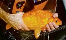  ?? ?? Pet goldfish can grow huge in the wild. Photo: Fisheries and Oceans Canada