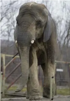  ?? CARLOS OSORIO/TORONTO STAR ?? Iringa, shown at the Toronto Zoo in 2013, had suffered from arthritis for many years and found it difficult to lie down.