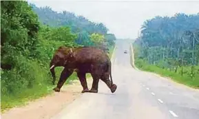 ?? COURTESY OF READER PIC ?? An elephant crossing a road in Kinabatang­an, Sabah, this week.