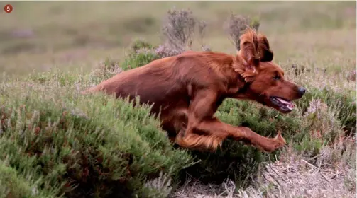  ??  ?? 5.
Ginger Bownard Carabullaw­n of Wiscombe di Maddy Raynor: un setter irlandese tipico nelle forme e nel temperamen­to. Ginger ha qualifiche in prove britannich­e, Fci e nei mondiali S. Uberto