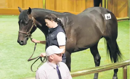  ?? PHOTO: TRISH DUNELL ?? Born to run . . . Bloodstock agent Stuart Hale went to $500,000 to secure lot 84, a Savabeel colt out of Lady Chaparral, at New Zealand Bloodstock’s Ready to Run Sale at Karaka yesterday.