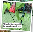  ?? ?? This abutilon should be okay for next year