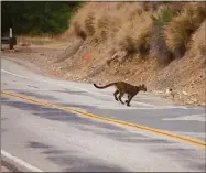  ?? National Parks Service via Associated Press ?? Mountain lion P-23 crosses a road in the Santa Monica Mountains National Recreation Area on July 10, 2013.