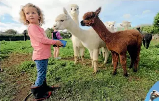  ?? PHOTO: ROBERT CHARLES/FAIRFAX NZ ?? Alpacas have a fine fleece but are not really kept for their market return.