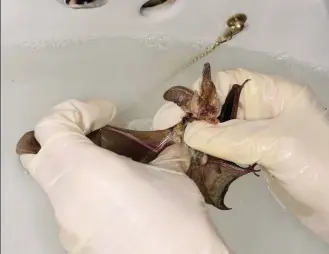  ??  ?? Clockwise from top left: Sam inspects a bat that had become stuck to flypaper; gently cleaning a newly arrived brown long-eared bat; feeding Nico, a noctule bat that has lived with Sam for three years; a Leisler’s bat tucks into a tasty mealworm.