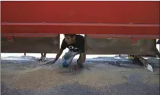  ?? PHOTO/ARIANA CUBILLOS ?? In this Nov. 14 photo, a young man collects rice that fell from a cargo truck waiting to enter the port and refill in Puerto Cabello, Venezuela, the port that handles the majority of Venezuela’s food imports. AP