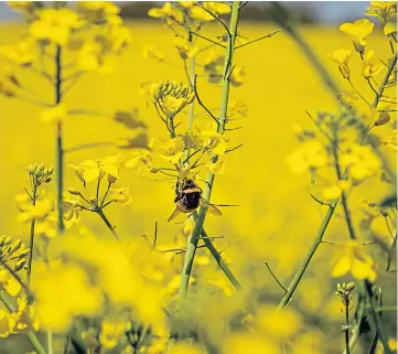  ??  ?? NEW DEAL: A report said farmers must be helped to stop the climate crisis.