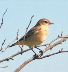  ??  ?? A wheatear – a corruption of its old English name, white arse; bright red haws