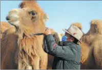  ?? HU SHIQI / FOR CHINA DAILY ?? Herdsman Baodumar puts a collar on a camel in Bohu, Xinjiang Uygur autonomous region, in January. Such collars make herding easier as they show the real-time locations of livestock.