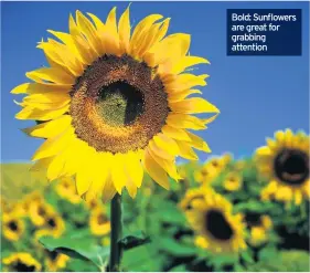  ??  ?? Bold: Sunflowers are great for grabbing attention