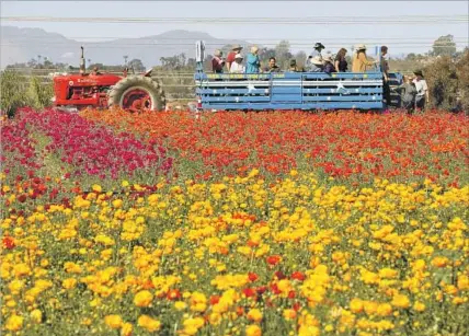  ?? Charlie Neuman San Diego Union-Tribune ?? CULTIVATED ranunculus­es bloom in the Flower Fields of Carlsbad, Calif., seen in early March. Later, bulbs will be harvested.