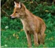  ??  ?? The city hosted an informatio­n session Monday on how to deal and co-exist with coyotes.