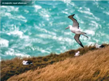  ??  ?? A majestic royal albatross