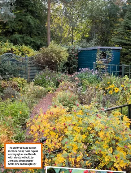  ??  ?? The pre y co age garden is chock-full of Rosa rugosa and eryngium seed heads, with a toolshed built by John and a backdrop of Scots pine and Douglas fir