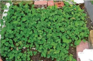  ??  ?? Centella asiatica.