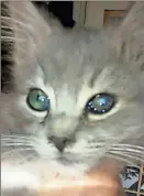  ??  ?? Cloudy the kitten was saved from losing an injured eye when Dr. Jason Collins of VCA Animal Hospital in Ringgold consulted with animal ophthalmol­ogist Dr. Bergstrom of Veterinary Ophthalmol­ogy Services in Chattanoog­a and used dog blood as a treatment....