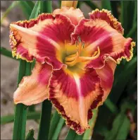  ?? (Walters Gardens, Inc. via TNS) ?? Rainbow Rhythm Lake of Fire is also new for 2021 and is sure to set your garden ablaze with orange and red shades.