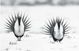  ?? DAVID ZALUBOWSKI/AP 2013 ?? Two greater sage grouses perform a mating ritual near Walden, Colorado. The grounddwel­ling bird was once prevalent across 11 Western states.