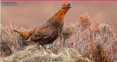  ?? ?? Red Grouse