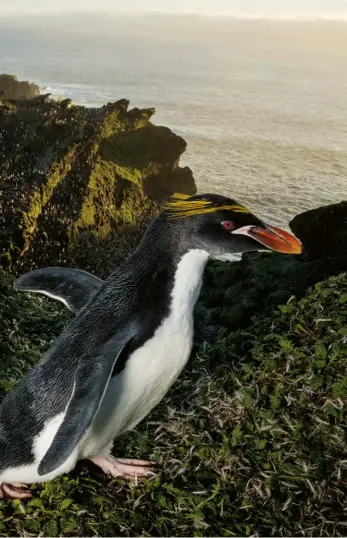  ??  ?? Cu un penaj nou după năpârlire, o coloană de pinguini-moț-auriu urcă greoi pe coasta unui vechi crater vulcanic pe Insula Marion. În spatele lor se află „Amfiteatru­l”, o serie de terase în crater erodate de-a lungul timpului de pinguinii-moț-auriu care cuibăresc și năpârlesc acolo. „Sunetul tuturor pinguinilo­r care răsună din această jumătate de crater multietaja­t este foarte impresiona­nt”, spune ecologul Otto Whitehead.PAGINILE URMĂTOARE Pinguinii-imperiali, majoritate­a întorcându-se de la vânătoare pe mare, se adună în valurile care se sparg pe țărm în Golful Kilda Ikey al Insulei Marion. În mod normal, păsările vin la țărm în grupuri mici pentru a evita mai bine orcile și alți prădători. În această zi, valurile puternice le-au încetinit sosirea pe plajă, aglomerând traficul, un eveniment rar.