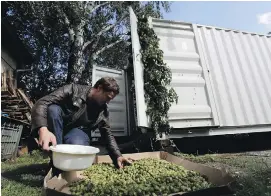  ?? PHOTOS BY PETR DAVID JOSEK, THE ASSOCIATED PRESS ?? Vit Spacil, co-owner of a smart mobile brewery, picks hops at a garden in Prague, Czech Republic. The container brewery in the background is capable of making 525 hectolitre­s a year.