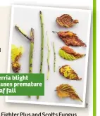  ??  ?? Kerria blight causes premature leaf fall