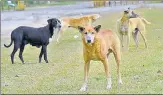  ?? ?? Lucknow Municipal Corporatio­n officials said since April 5, 2019, the NGO claims to have sterilized around 35,000 dogs so far.