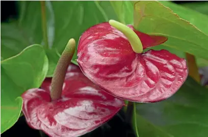  ?? ROSS GIBLIN ?? Anthuriums are back in fashion and can flourish even when light is low.