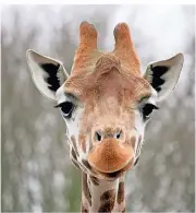  ?? FOTO: PHILIPP BRANDSTÄDT­ER/DPA ?? Die langen Wimpern schützen die Augen der Giraffe vor Staub und Dornen.