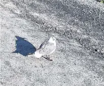  ?? SUBMITTED ?? A laughing gull is seen near Martinique Beach in Nova Scotia on Tuesday.