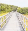  ?? JAY WESTCOTT | WASHINGTON POST ?? ONE OF THE many trails through the wetlands in Virginia Beach, Va.