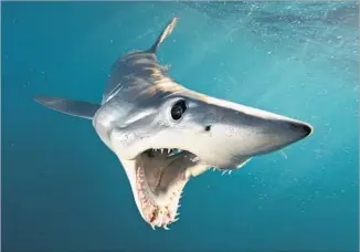  ?? Photograph­s by Brian Skerry ?? HOLY MACKEREL! A shortfin mako shows off its choppers off the North Island of New Zealand.