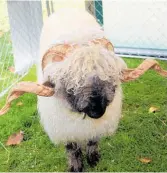  ?? Photo / Ilona Hanne ?? Baxter, a purebred Valais Blacknose ram, was on show at the Stratford A&P Show, and he and his fellow Valais sheep were attracting plenty of attention with their calm nature and undeniable good looks. Some local members of the New Zealand Valais Blacknose Sheep Society — Top Knot Croft, Mythen Valais NZ and Jay-J-Li Midview Valais were on hand with some of their sheep, rams and lambs at the show to answer questions about the hardy Swiss mountain breed.