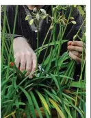  ??  ?? Cut back agapanthus flower stalks when seedheads form