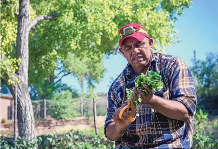  ?? EDDIE MOORE/JOURNAL Francisco Javier Prieto, farm manager at Los Portales farm, picks several types of lettuce at the farm in Nambé. ??