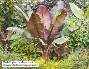  ??  ?? The Ethiopian black banana will grow rapidly through July and August