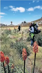  ??  ?? MOUNTAIN BLISS: Rosa-Karoo smells the flowers on the Cederberg vlakte earlier this month after suffering mild hypothermi­a up the Sneeuberg peak in a storm the day before this picture was taken.