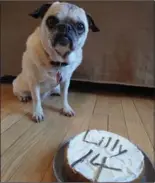  ??  ?? A pug named Lilly stands by her cake on her 14th birthday.