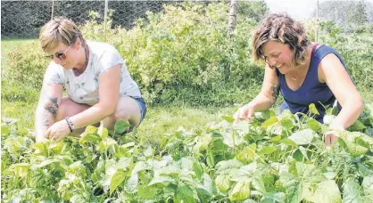  ?? IAN FAIRCLOUGH/SALTWIRE NETWORK ?? Angela Chiasson, left, and Amanda Wright pick beans at Sweet Squish Farms in Hants County recently. The farm, started by military veterans, provides support to other ex-military members.