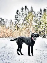  ?? PHOTO SUBMITTED BY ALSA IRVING ?? Whiskey is out enjoying a lovely late winter snowfall in Flatlands N.B. We should all learn to embrace winter like Whiskey does.