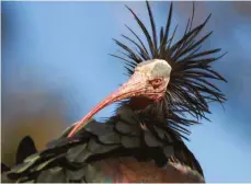 ?? FOTO: WALDRAPPTE­AM/OH ?? Waldrappe sind extrem seltene Ibis-Vögel. Am Bodensee bei Überlingen sollen sie wieder heimisch werden.