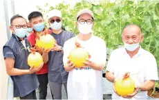  ??  ?? Junz with operators of the Sabah Golden Melon fertigatio­n farm.