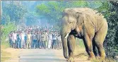  ?? PTI ?? Jharkhand forest department’s record says 277 people were killed by elephants in the state in the past five years