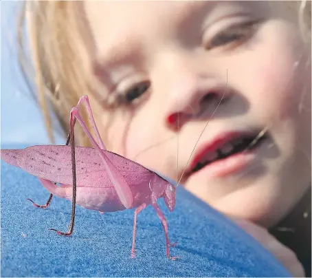  ?? JASON KRYK ?? Three-year-old Alice Dickie takes a peek at a pink katydid found in her backyard in Amherstbur­g.
