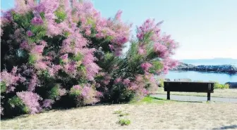  ??  ?? Tamarisk plants, though beautiful in bloom, are considered invasive.