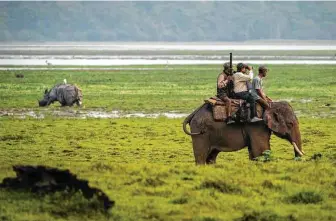  ?? Anupam Nath / Associated Press ?? Forest officers use domesticat­ed elephants and drones to count one-horned rhinoceros­es in Kaziranga National Park. The census found the rhinos’ numbers increased more than 12 percent.