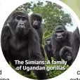  ??  ?? The Simians: A family of Ugandan gorillas