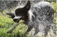  ?? Foto: dpa ?? Dieser Border Collie schüttelt sich gera de.